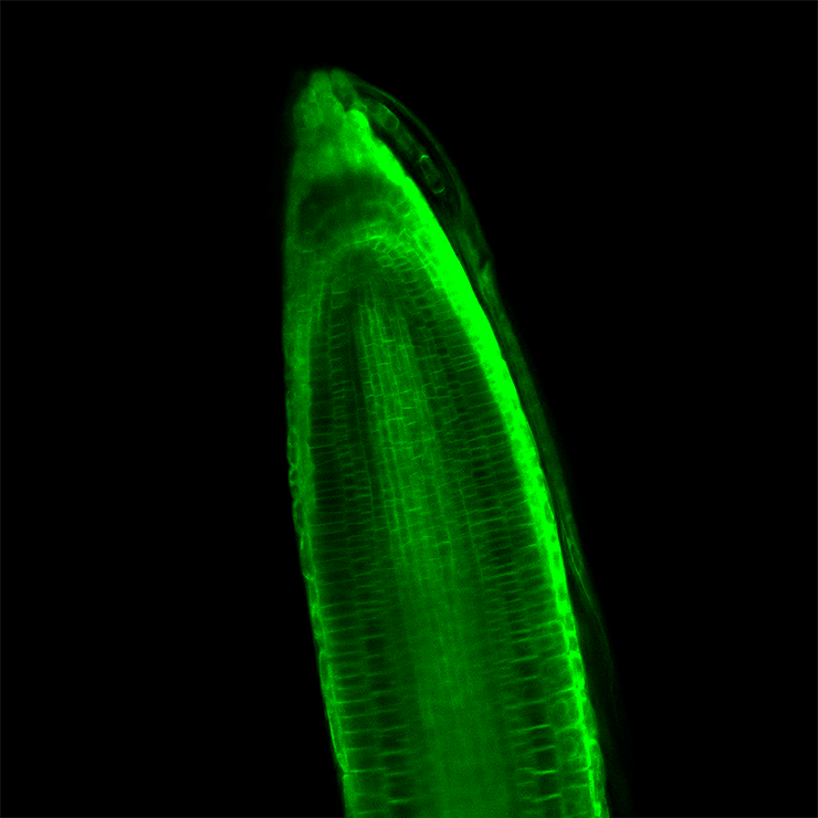 Белок PIP2-GFP Белок PIP2-GFP