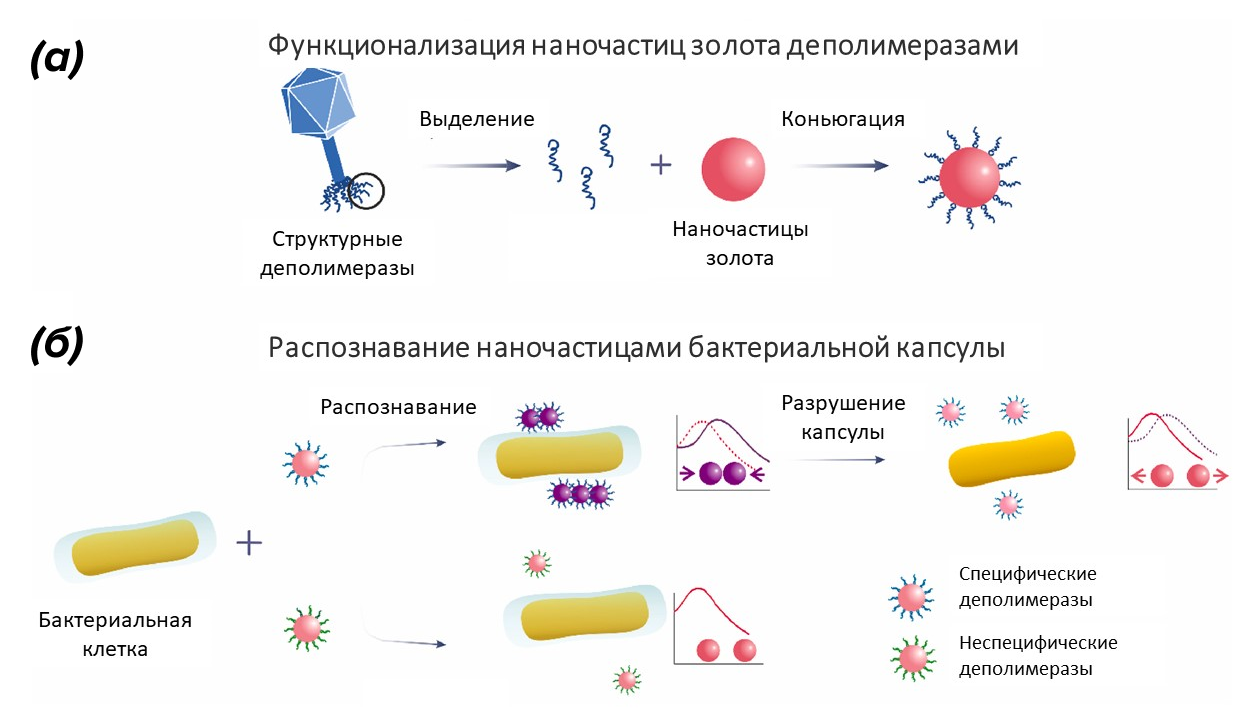 Функционализация и специфическое взаимодействие наночастиц и бактериальных клеток Функционализация и специфическое взаимодействие наночастиц и бактериальных клеток