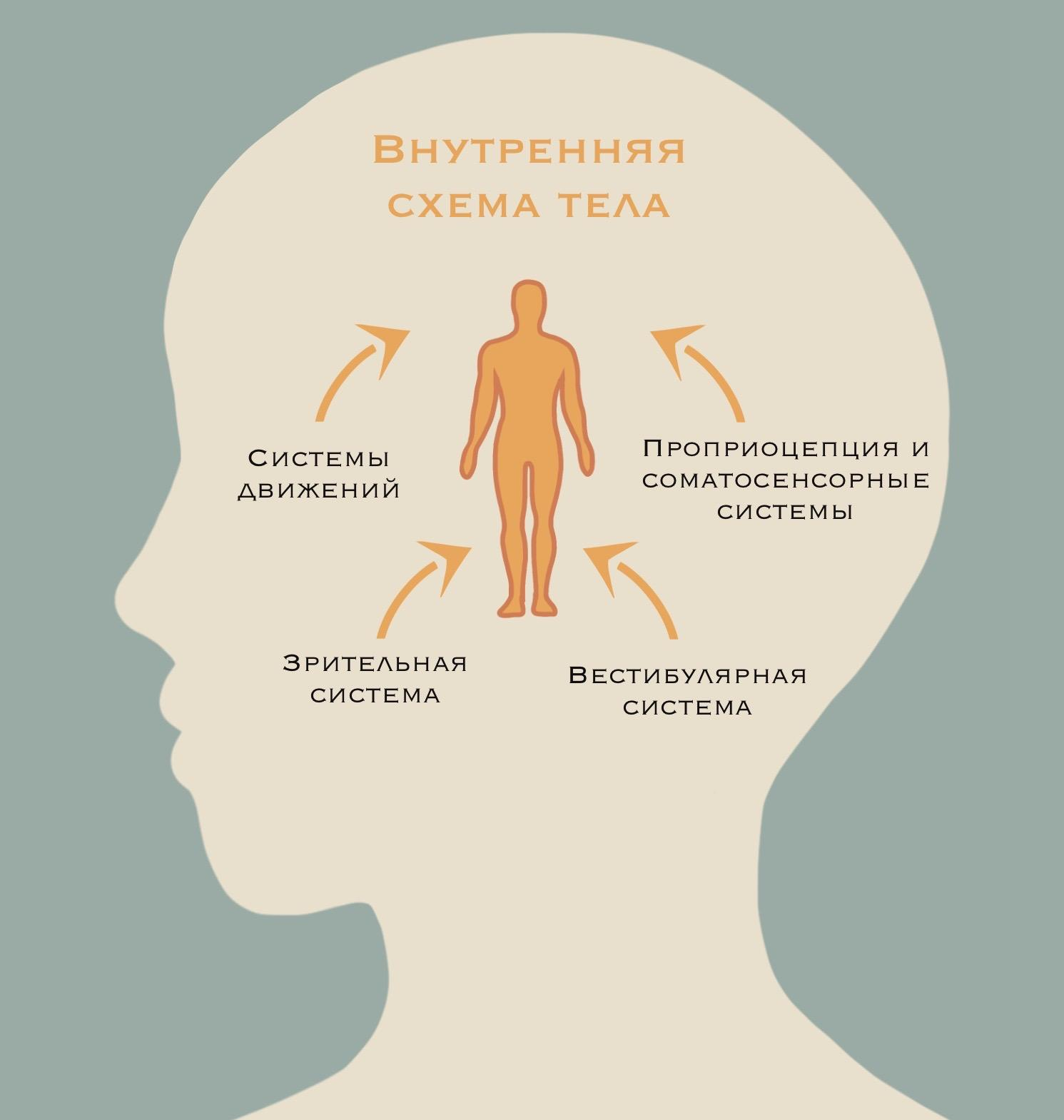 Внутренняя схема тела Внутренняя схема тела